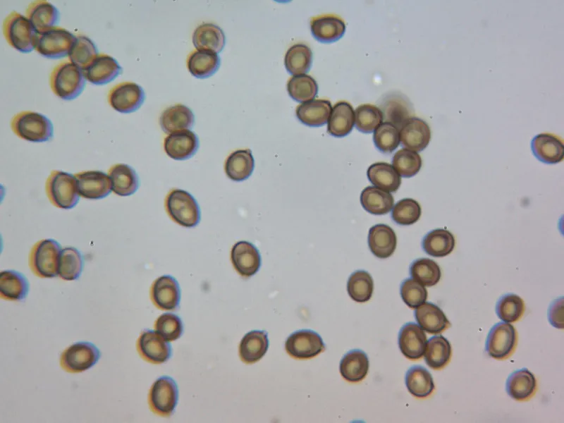 Agaricus campestris 10 - Esporas 2